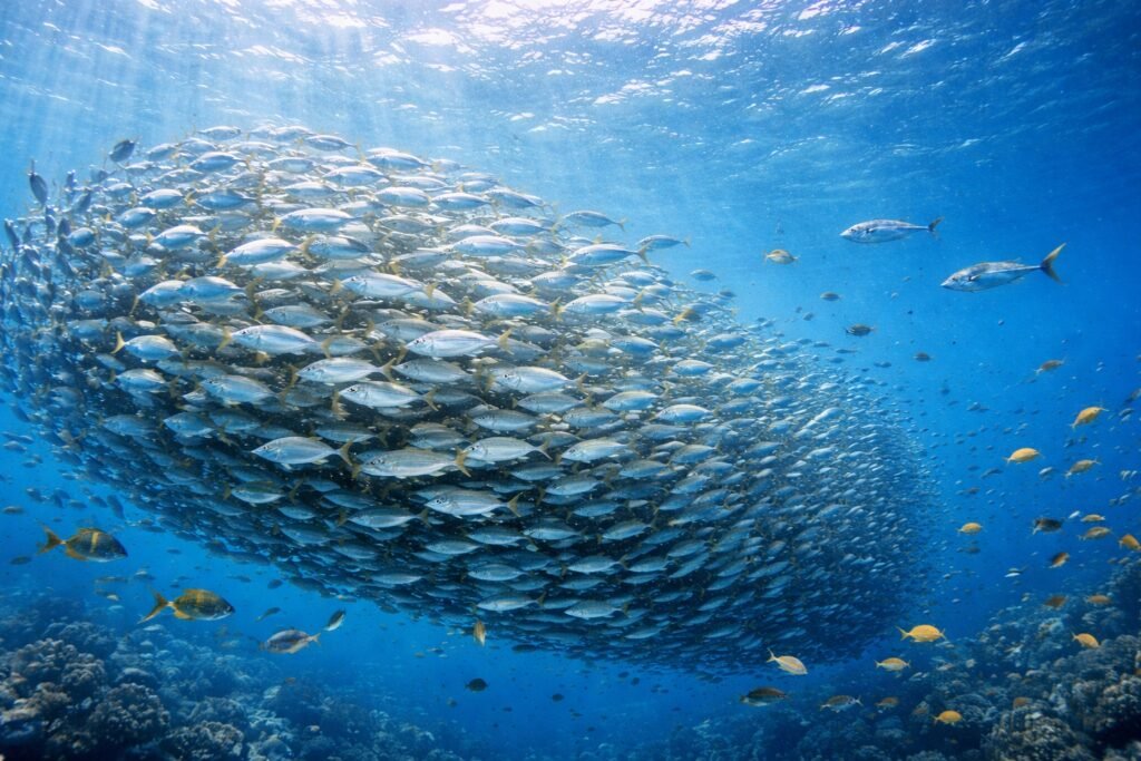 DCP Dispositif de Concentration de Poissons