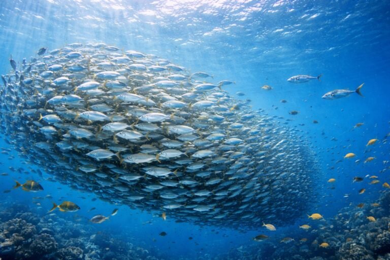 DCP Dispositif de Concentration de Poissons